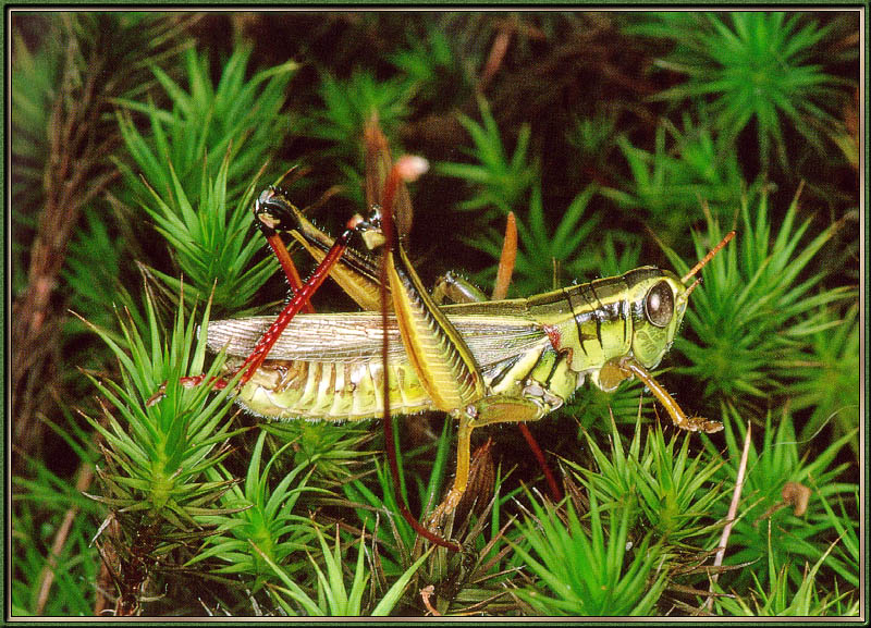 [Sj scans - Critteria 2]  Grasshopper; DISPLAY FULL IMAGE.