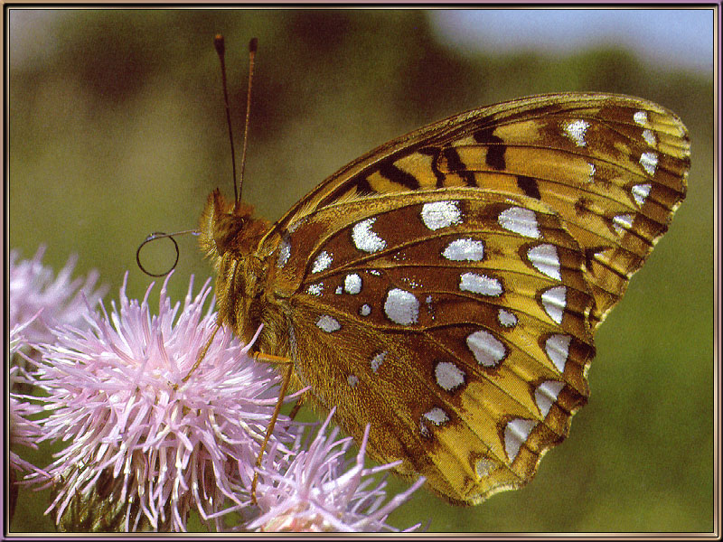 [Sj scans - Critteria 2]  Great Spangled Fritillary Butterfly; DISPLAY FULL IMAGE.