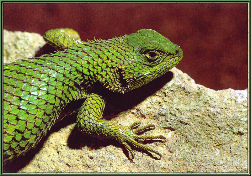 [Sj scans - Critteria 2]  Green Lizard; DISPLAY FULL IMAGE.