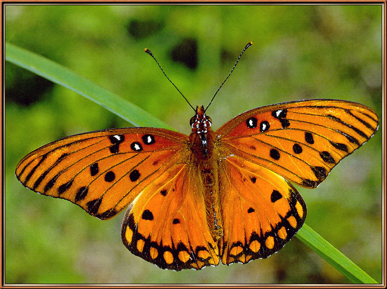 [Sj scans - Critteria 2]  Gulf Fritillary Butterfly; DISPLAY FULL IMAGE.