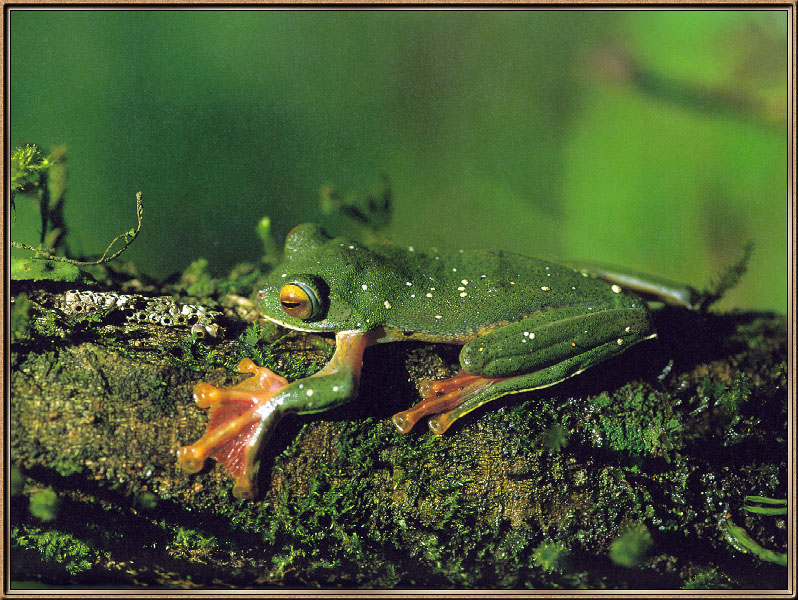 [Sj scans - Critteria 2]  Malabar Flying Frog; DISPLAY FULL IMAGE.
