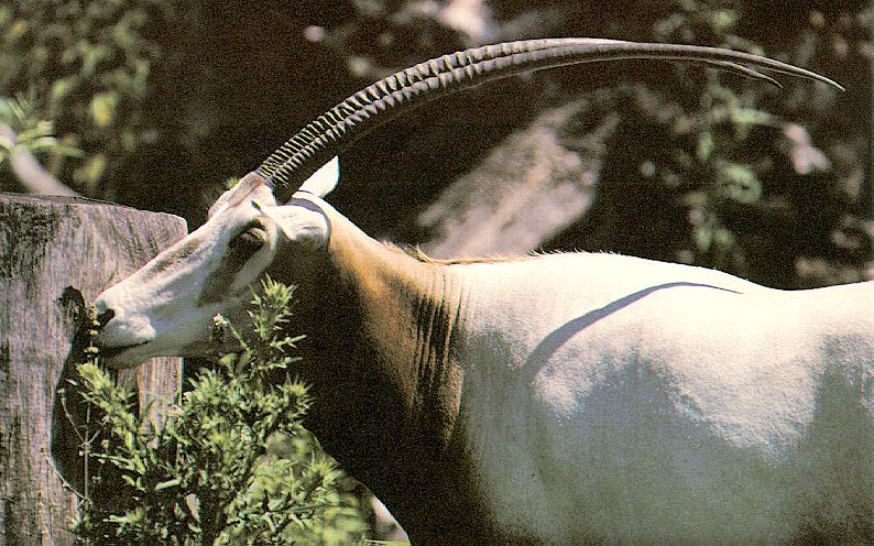 [Sj scans - Critteria 2]  Oryx; DISPLAY FULL IMAGE.