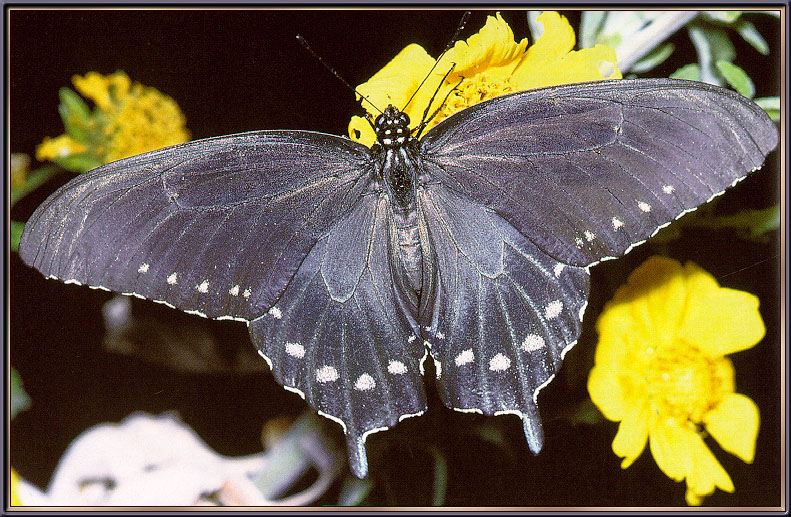[Sj scans - Critteria 3]  Pipevine Swallowtail Butterfly; DISPLAY FULL IMAGE.