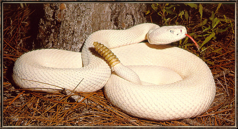 [Sj scans - Critteria 3] Rattlesnake; DISPLAY FULL IMAGE.
