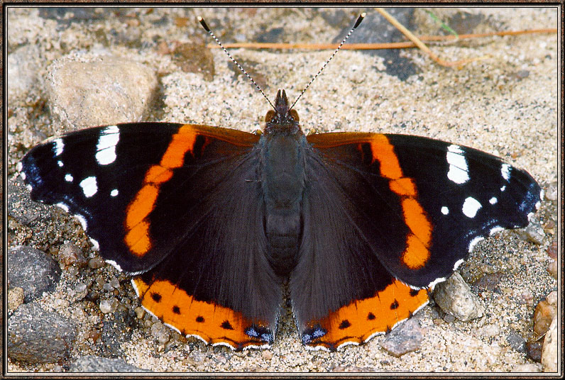 [Sj scans - Critteria 3] Red Admiral Butterfly; DISPLAY FULL IMAGE.