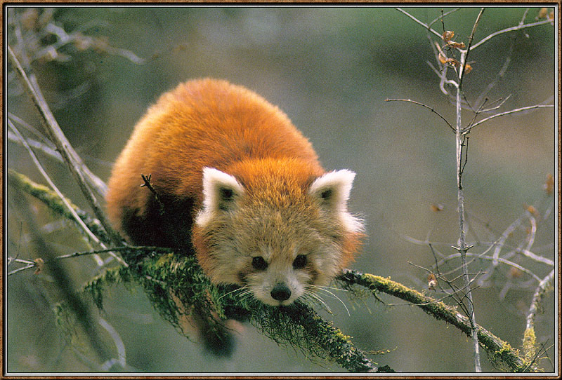 [Sj scans - Critteria 3] Red Panda; DISPLAY FULL IMAGE.