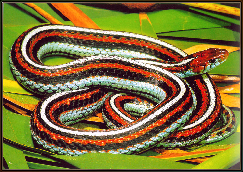 [Sj scans - Critteria 3] San Francisco Garter Snake; DISPLAY FULL IMAGE.