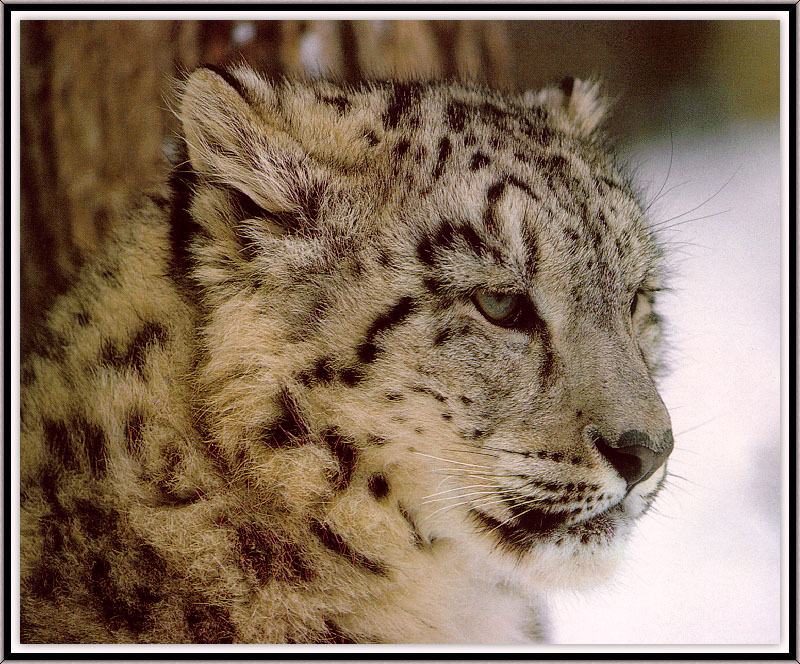 [Sj scans - Critteria 3] Snow Leopard; DISPLAY FULL IMAGE.