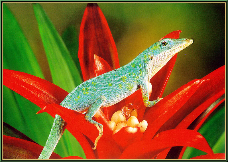 [Sj scans - Critteria 3] Southern Green Anole; DISPLAY FULL IMAGE.