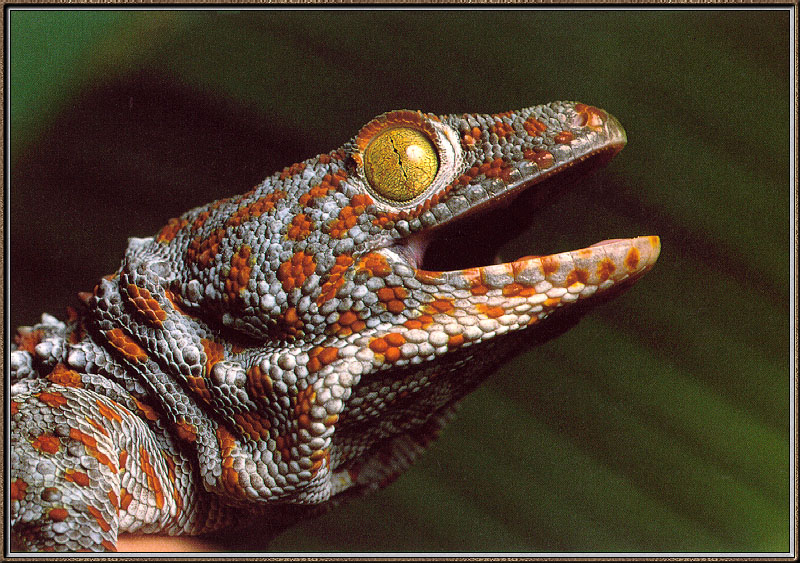 [Sj scans - Critteria 3] Tokay Gecko; DISPLAY FULL IMAGE.