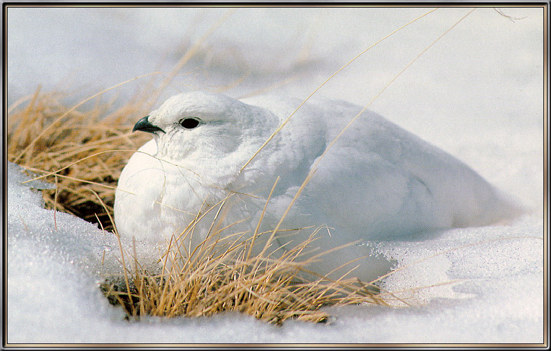 [Sj scans - Critteria 3] White-tailed Ptarmigan; DISPLAY FULL IMAGE.