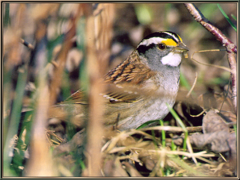 [Sj scans - Critteria 3] White-Throated Sparrow; DISPLAY FULL IMAGE.