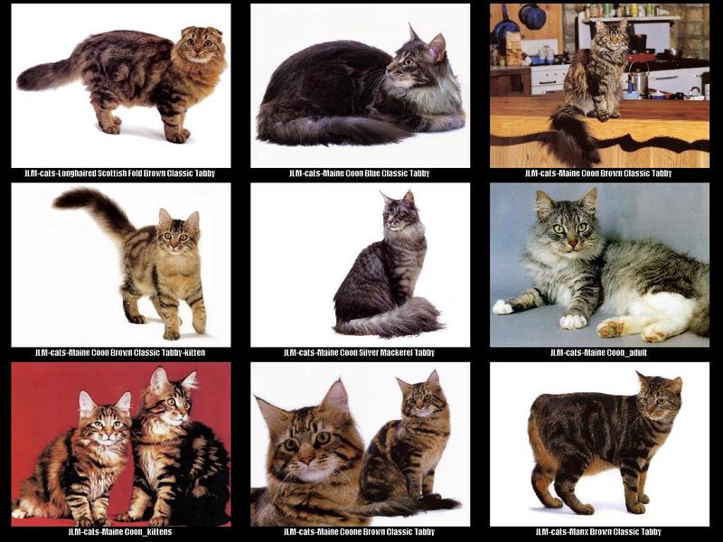 [JLM scans - Cats]; DISPLAY FULL IMAGE.