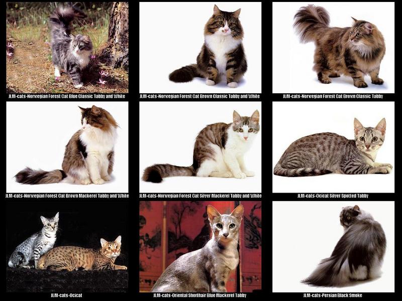 [JLM scans - Cats]; DISPLAY FULL IMAGE.