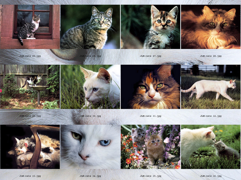 [JLM scans - Cats]; DISPLAY FULL IMAGE.