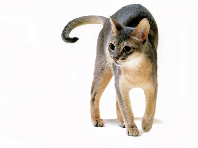 [JLM scans - Cat Breed] Abyssinian Blue; DISPLAY FULL IMAGE.
