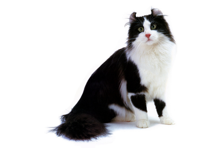 [JLM scans - Cat Breed] American Curl Black and White; DISPLAY FULL IMAGE.