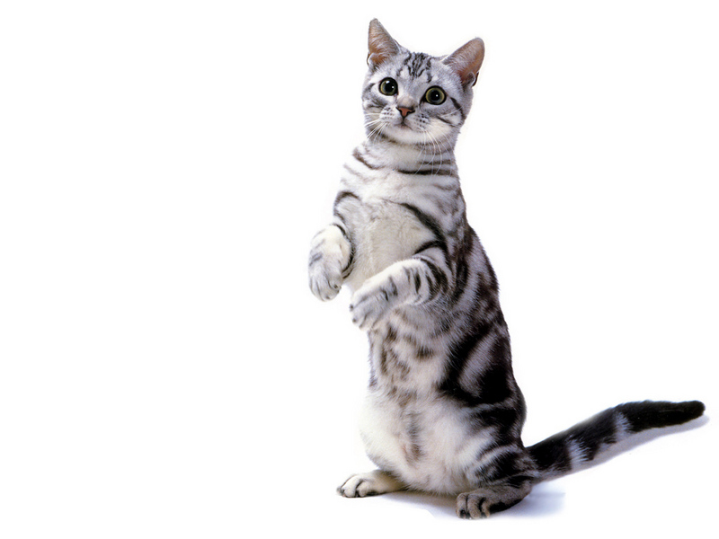 [JLM scans - Cat Breed] American Shorthair; DISPLAY FULL IMAGE.