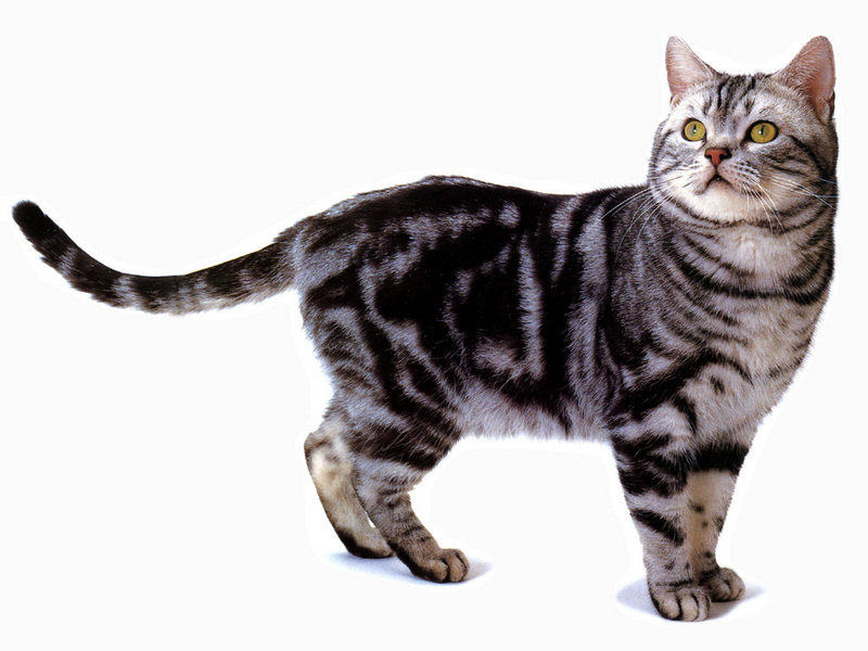 [JLM scans - Cat Breed] American Shorthair Silver Classic Tabby; DISPLAY FULL IMAGE.