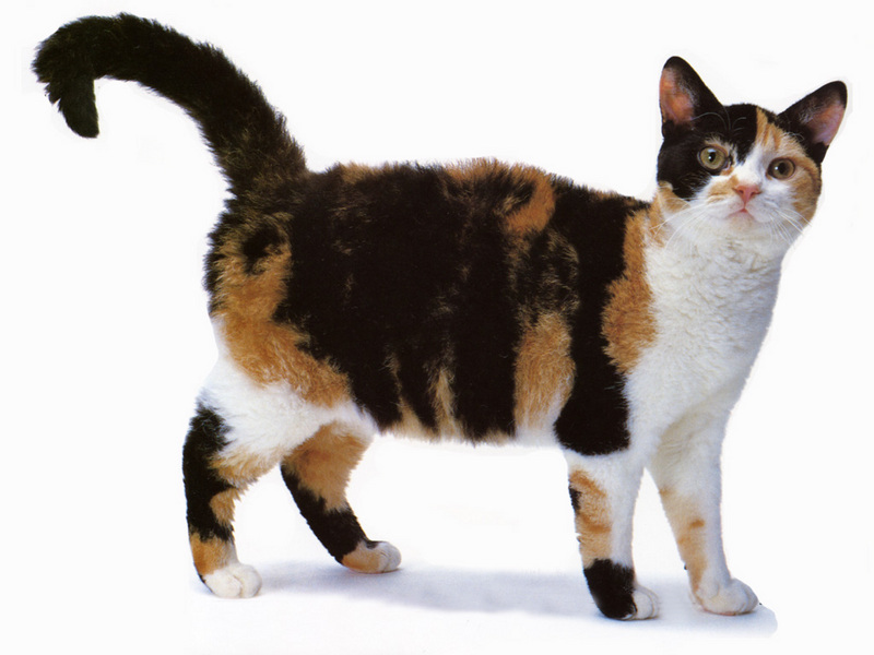 [JLM scans - Cat Breed] American Wirehair Tortiseshell & White; DISPLAY FULL IMAGE.