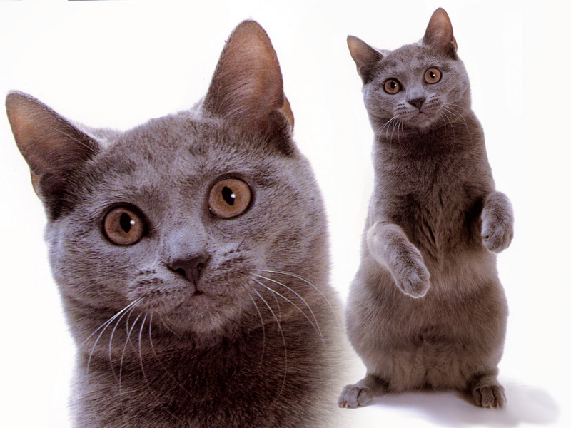 [JLM scans - Cat Breed] Chartreux; DISPLAY FULL IMAGE.