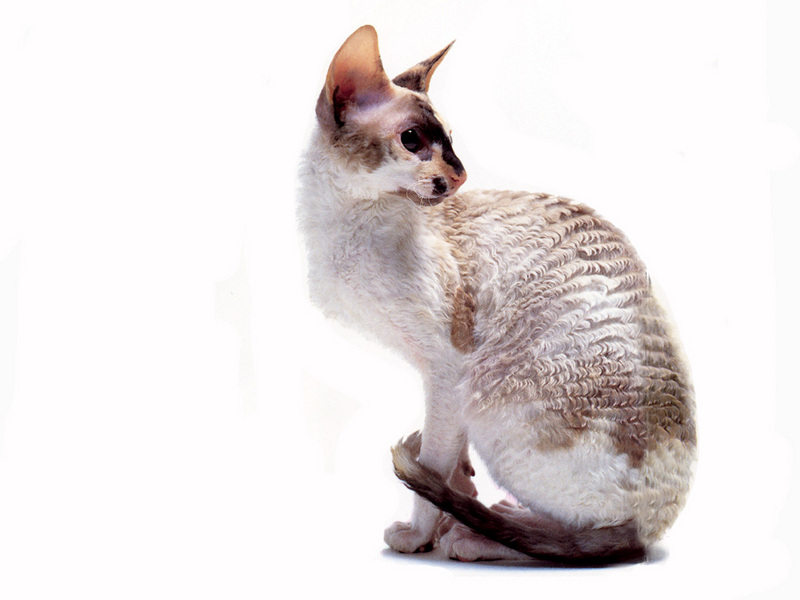 [JLM scans - Cat Breed] Cornish Rex Parti-Color Point; DISPLAY FULL IMAGE.