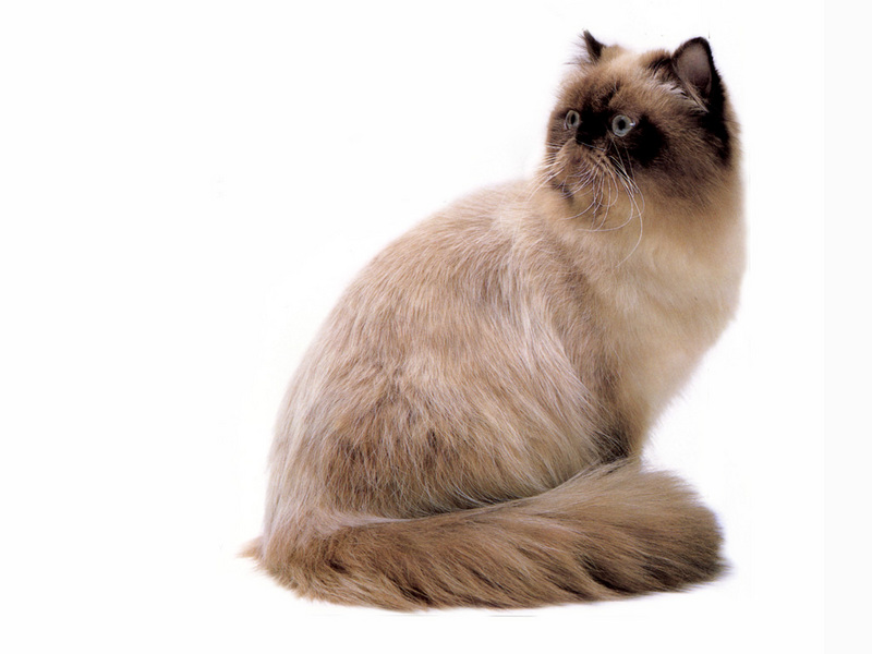 [JLM scans - Cat Breed] Himalayan Seal Point; DISPLAY FULL IMAGE.