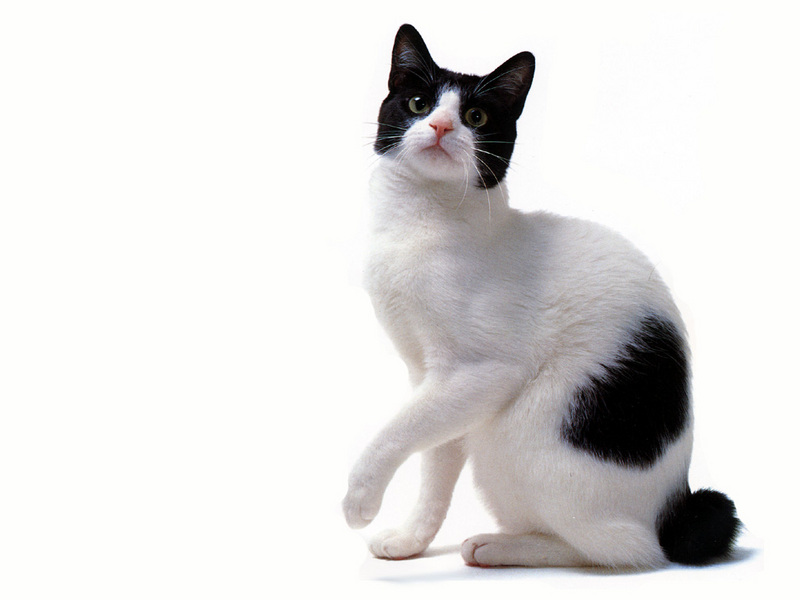 [JLM scans - Cat Breed] Japanese Bobtail Black and White; DISPLAY FULL IMAGE.
