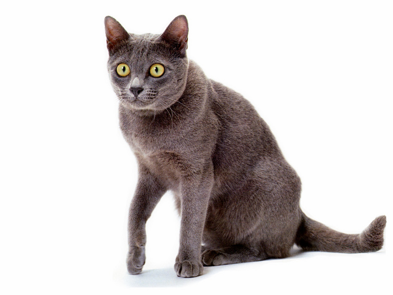 [JLM scans - Cat Breed] Korat; DISPLAY FULL IMAGE.