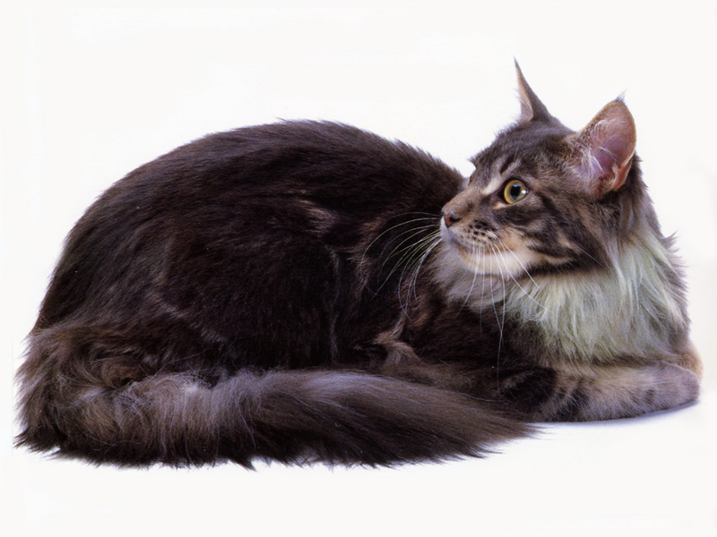 [JLM scans - Cat Breed] Maine Coon Blue Classic Tabby; DISPLAY FULL IMAGE.