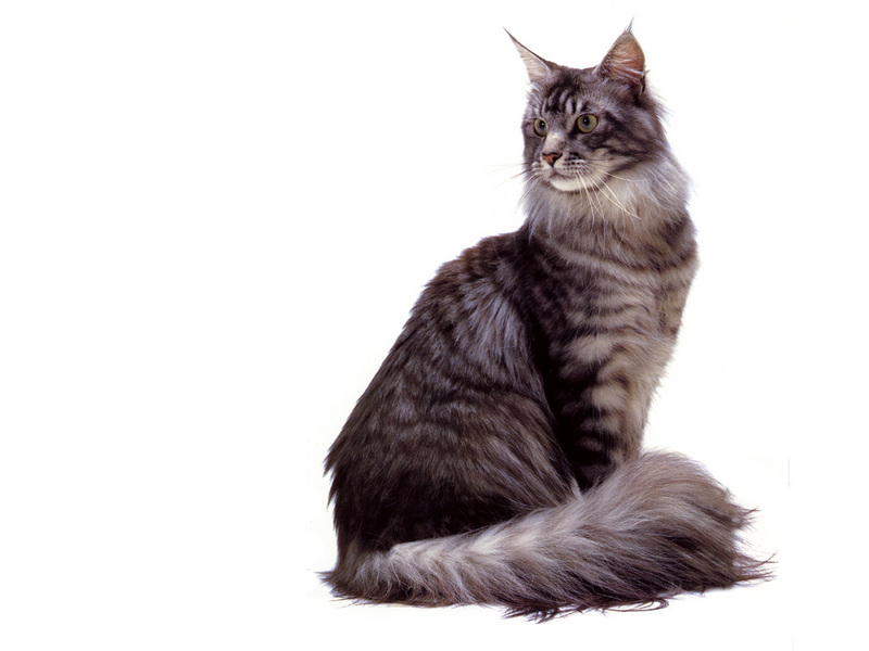 [JLM scans - Cat Breed] Maine Coon Silver Mackerel Tabby; DISPLAY FULL IMAGE.