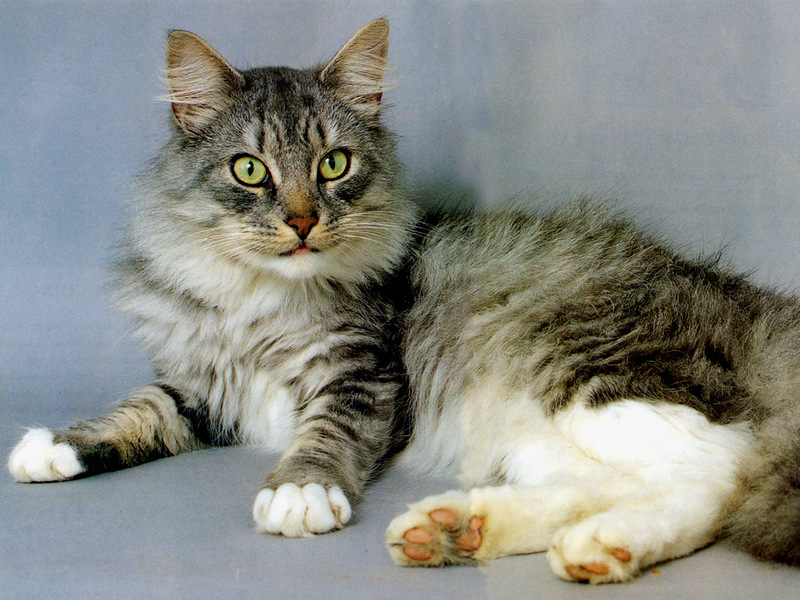 [JLM scans - Cat Breed] Maine Coon adult; DISPLAY FULL IMAGE.