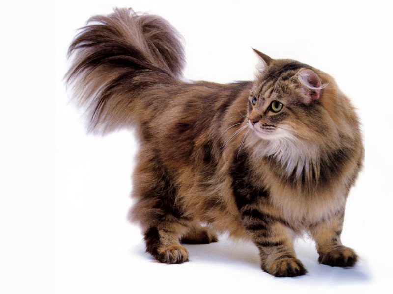 [JLM scans - Cat Breed] Norwegian Forest Cat Brown Classic Tabby; DISPLAY FULL IMAGE.