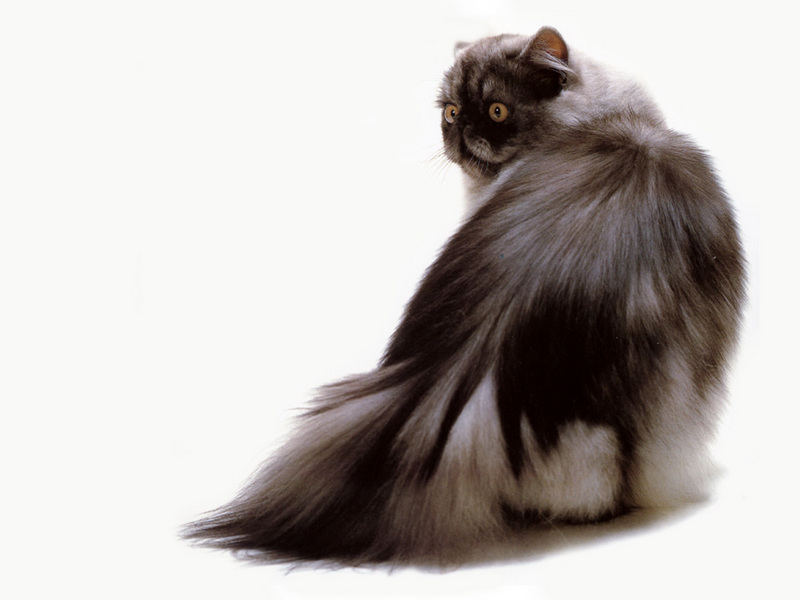 [JLM scans - Cat Breed] Persian Black Smoke; DISPLAY FULL IMAGE.