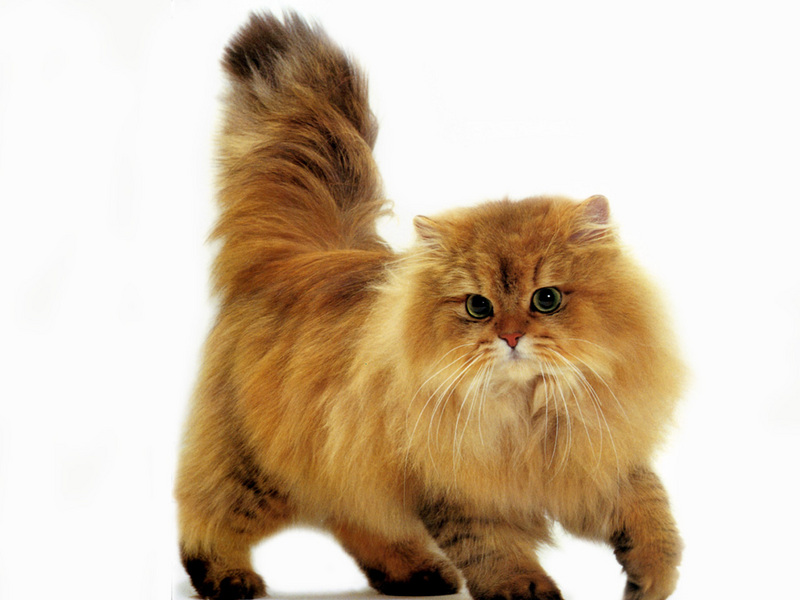 [JLM scans - Cat Breed] Persian Shaded Golden; DISPLAY FULL IMAGE.