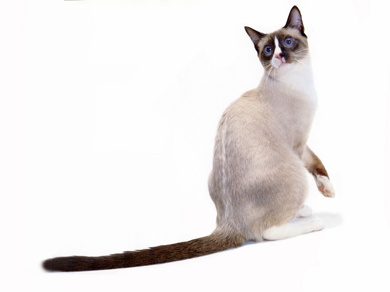 [JLM scans - Cat Breed] Snowshoe Seal Parti-Color Point; DISPLAY FULL IMAGE.