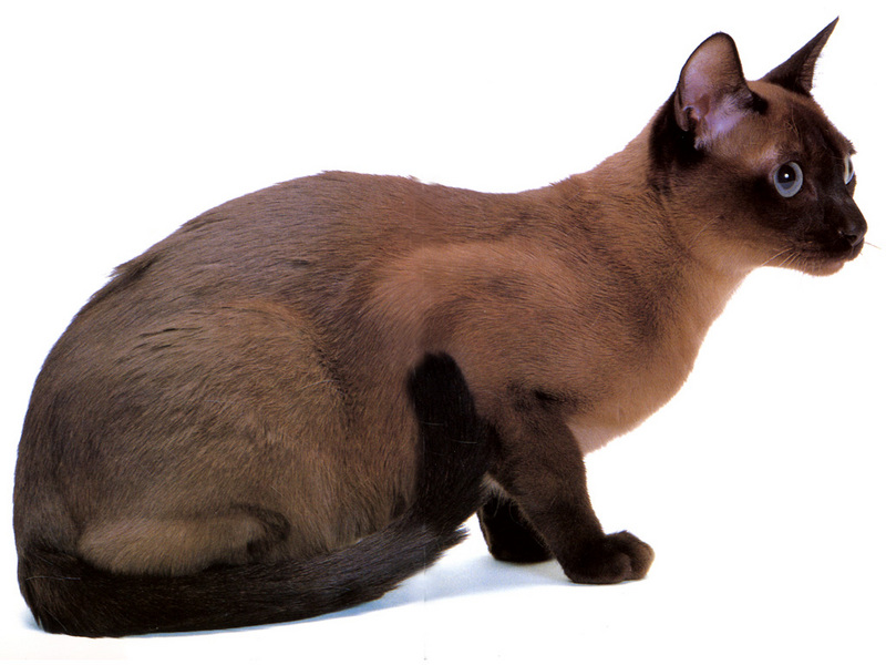 [JLM scans - Cat Breed] Tonkinese Natural Mink; DISPLAY FULL IMAGE.