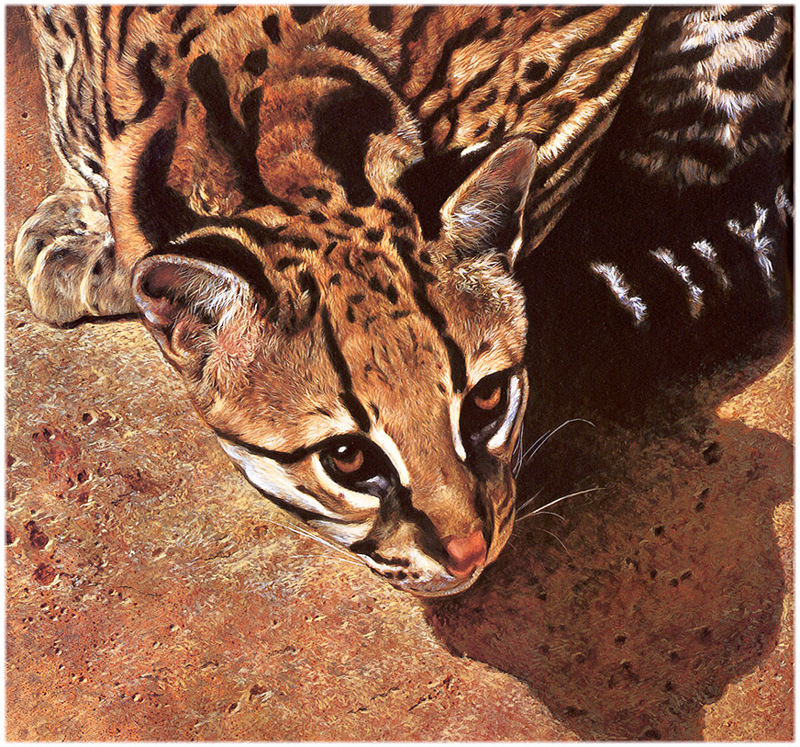 [CameoRose scan] Painted by Edward Aldrich, Ocelot; DISPLAY FULL IMAGE.