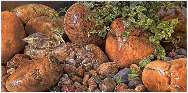 [CameoRose scan] Painted by Edward Aldrich, Wet Rocks(Mallard Chick); DISPLAY FULL IMAGE.