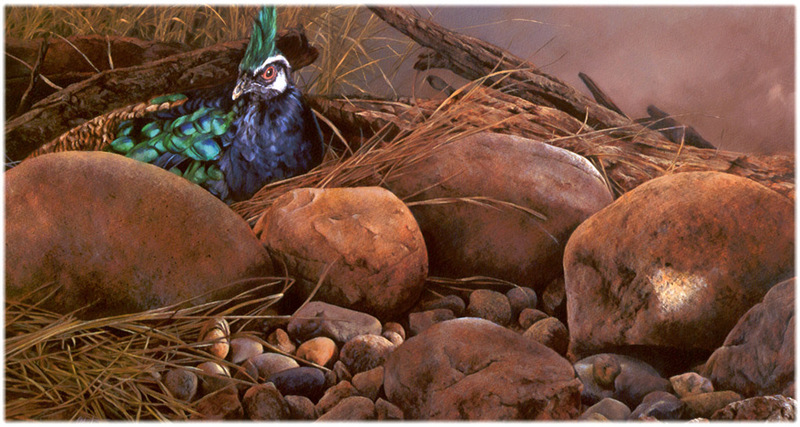 [CameoRose scan] Painted by Edward Aldrich, Palawan Peacock Pheasant; DISPLAY FULL IMAGE.