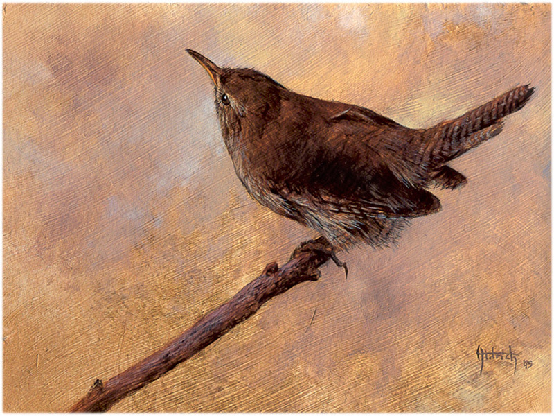 [CameoRose scan] Painted by Edward Aldrich, House Wren; DISPLAY FULL IMAGE.