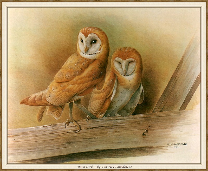 [CameoRose scan] Painted by Fenwick Lansdowne, Barn Owls; DISPLAY FULL IMAGE.