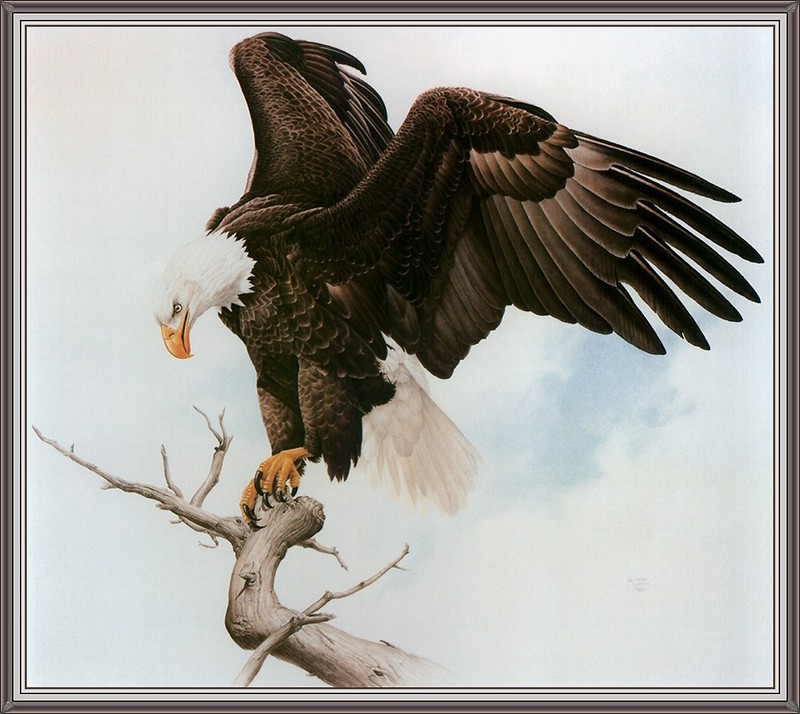 [CameoRose scan] Painted by Glen Loates, Bald Eagle; DISPLAY FULL IMAGE.