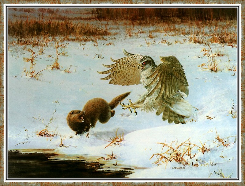 [CameoRose scan] Painted by Owen Gromme, Goshawk Attacking Mink; DISPLAY FULL IMAGE.