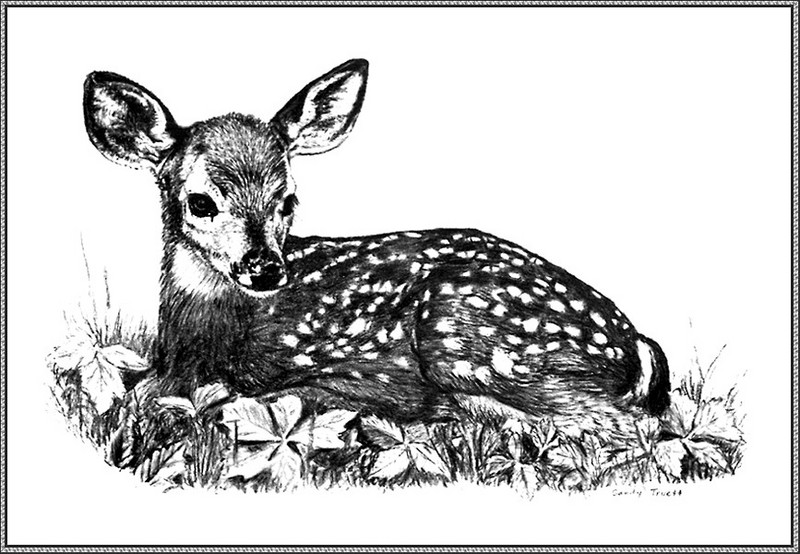 [CameoRose scan] Painted by Sandy Truett, Whitetail Deer; DISPLAY FULL IMAGE.