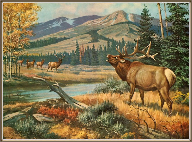 [CameoRose scan] Painted by Walter Webber, American Elk Or Wapiti; DISPLAY FULL IMAGE.
