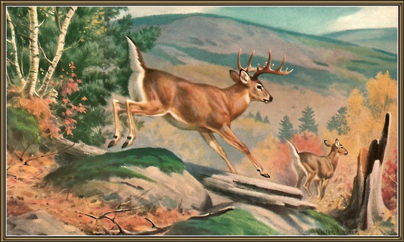 [CameoRose scan] Painted by Walter Webber, White-Tailed Deer; DISPLAY FULL IMAGE.