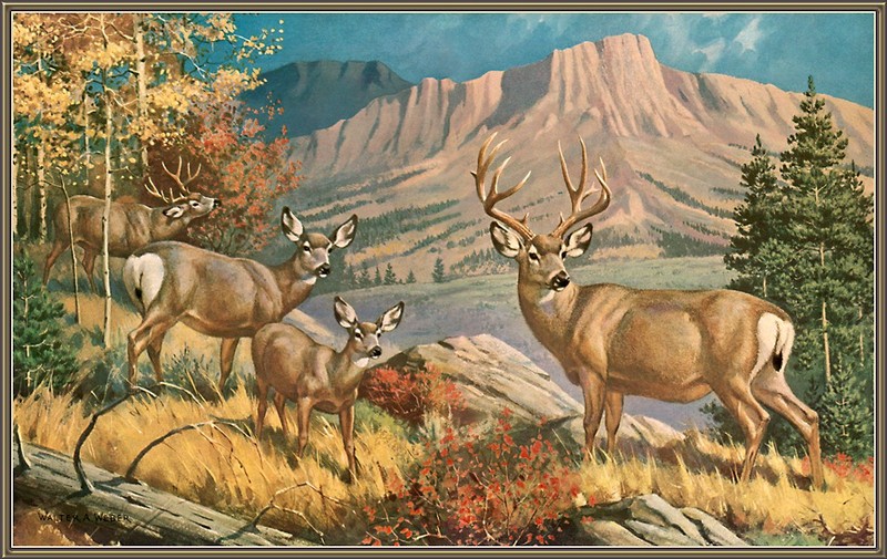 [CameoRose scan] Painted by Walter Webber, Rocky Mountain Mule Deer; DISPLAY FULL IMAGE.