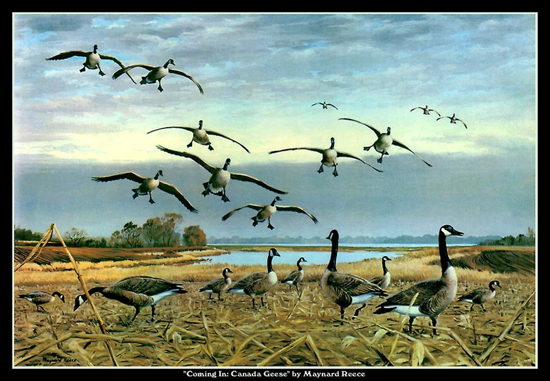 [CameoRose scan] Painted by Maynard Reece, Coming-In: Canada Geese; DISPLAY FULL IMAGE.