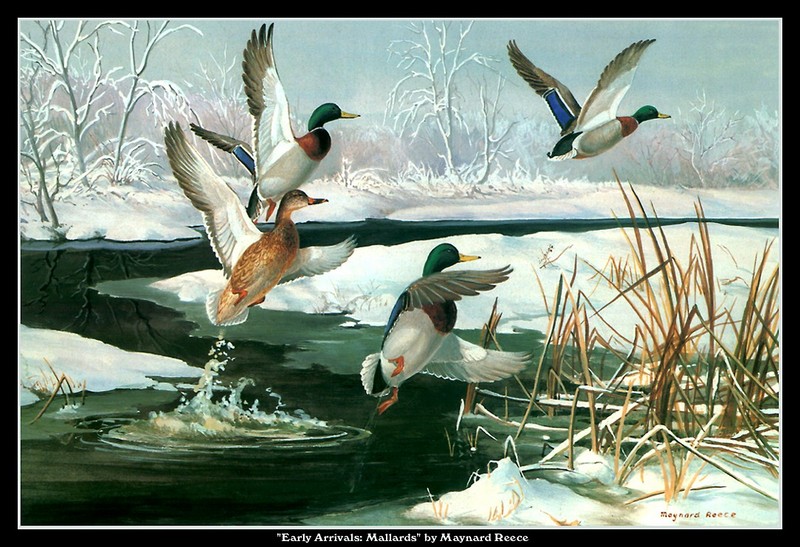[CameoRose scan] Painted by Maynard Reece, Early Arrivals: Mallards; DISPLAY FULL IMAGE.